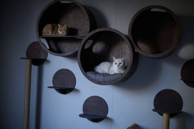 Handmade Wooden Cat House Set, Wall Climbing Shelves, Modern Furniture - image 1