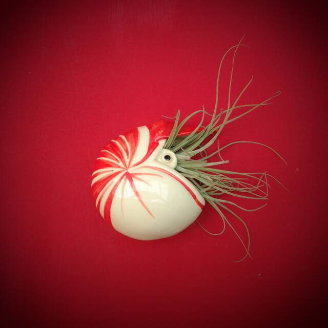 Large Nautilus Air Plant Wall Planter, Gift - image 1
