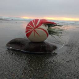 Large Nautilus Air Plant Wall Planter, Gift - thumbnail 3