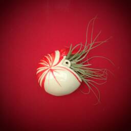Large Nautilus Air Plant Wall Planter, Gift - thumbnail 1