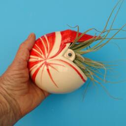 Large Nautilus Air Plant Wall Planter, Gift - thumbnail 2