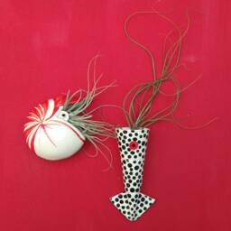 Large Nautilus Air Plant Wall Planter, Gift - thumbnail 4