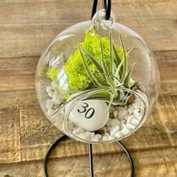 Diy Terrarium Air Plant Kit, Birthday Gift For 30 Year Olds. Thirty Birthday. Air Plant Terrarium Present - thumbnail 2