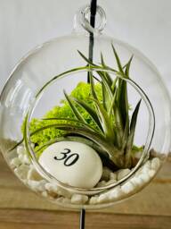 Diy Terrarium Air Plant Kit, Birthday Gift For 30 Year Olds. Thirty Birthday. Air Plant Terrarium Present - thumbnail 1