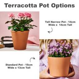 Personalized Teacher Gift - Engraved Terracotta Plant Pot - thumbnail 4
