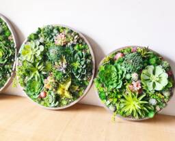 Round Faux Succulent 3D Wall Art Modern Framed Realistic Plant Decor Home Or Business - thumbnail 1
