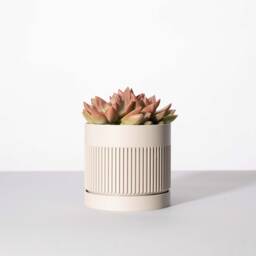 The Grove Planter Pot in Stone - Textured Finish Custom 3D Printed & Drip Tray - thumbnail 1