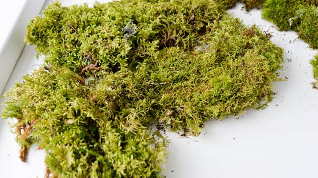 Green Leaf Moss, Set For Terrarium, Natural Forest Painting, Wall Decoration, Style - image 1