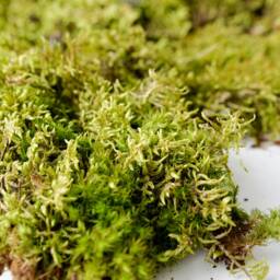 Green Leaf Moss, Set For Terrarium, Natural Forest Painting, Wall Decoration, Style - thumbnail 3