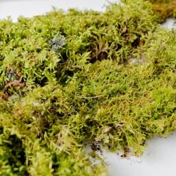 Green Leaf Moss, Set For Terrarium, Natural Forest Painting, Wall Decoration, Style - thumbnail 2