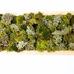 Green Leaf Moss, Set For Terrarium, Natural Forest Painting, Wall Decoration, Style - thumbnail 4