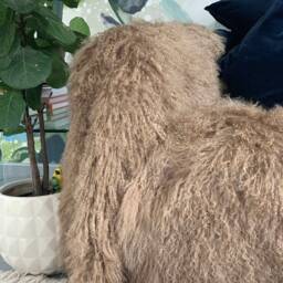 Caramel Mongolian Sheepskin Throw /Rug Genuine Tibetan Lamb - 48x24 In - thumbnail 2