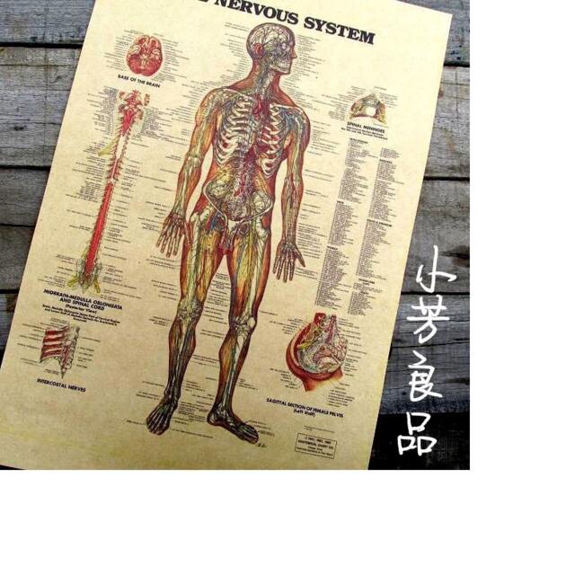 "Vintage Paper Poster - English Word Human Nervous Figure 4230cm(16""x11"