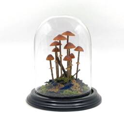Handmade Conocybe Filaris Mushroom Scene in Glass Cloche - thumbnail 2