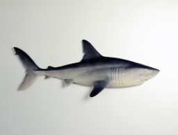 Wooden Shark - Wall_24 - thumbnail 1