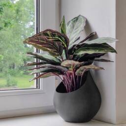 Hydrangea Blue Wall Planter, Modern 3D Printed Plant Pot - thumbnail 4