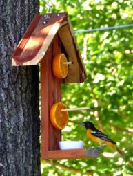 Oriole Bird Feeder With Free Jelly Cup, Bird Enthusiasts, Eastern Cedar Feeder, Fruit & Feeder, Hanging - thumbnail 1