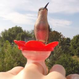 Hummingbird Ring Feeder By Zummr - thumbnail 4