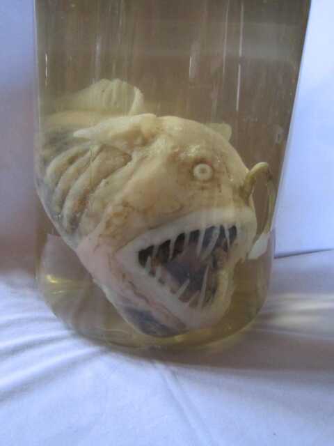 Taxidermy Cabinet Of Curiosities Anglerfish Fish Curiosity Oddities - image 1