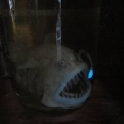 Taxidermy Cabinet Of Curiosities Anglerfish Fish Curiosity Oddities - thumbnail 2