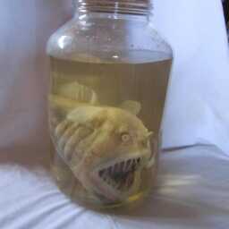 Taxidermy Cabinet Of Curiosities Anglerfish Fish Curiosity Oddities - thumbnail 4