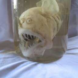 Taxidermy Cabinet Of Curiosities Anglerfish Fish Curiosity Oddities - thumbnail 3