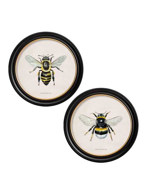 British Bees Circle Prints // Round Frames Set Of 2 Or Individual C.1892 - image 1