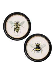 British Bees Circle Prints // Round Frames Set Of 2 Or Individual C.1892 - thumbnail 1