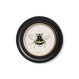 British Bees Circle Prints // Round Frames Set Of 2 Or Individual C.1892 - thumbnail 2