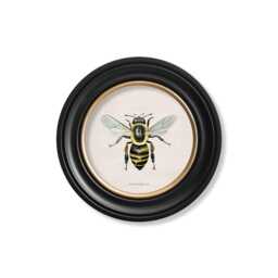 British Bees Circle Prints // Round Frames Set Of 2 Or Individual C.1892 - thumbnail 3