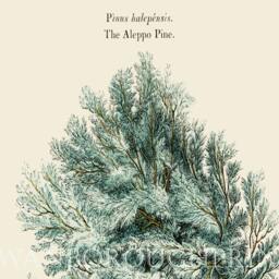 Aleppo Pine Tree Syria Wall Art. Art Print - thumbnail 3
