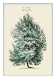 Aleppo Pine Tree Syria Wall Art. Art Print - thumbnail 1