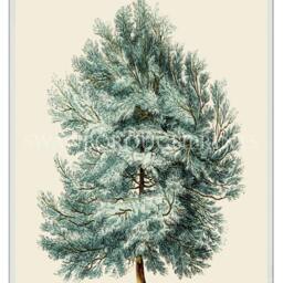 Aleppo Pine Tree Syria Wall Art. Art Print - thumbnail 2