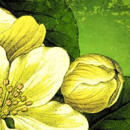 Apple Blossom, Garden Lover, Apple Botanical, Wall Hanging, Pull Down Chart, Natural History, 1860S, Vintage Image, Fruit, Antique Art - thumbnail 2