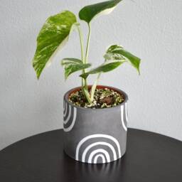 Hand-Painted Abstract Charcoal Rainbow Concrete Planter - Multiple Sizes - thumbnail 3