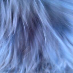 Beautiful Deep Blue Icelandic Sheepskin Throw, Rug, Chair Cover, Bedroom Throw, Luxuryeco Certified Wool Rug, Home Deco - thumbnail 2