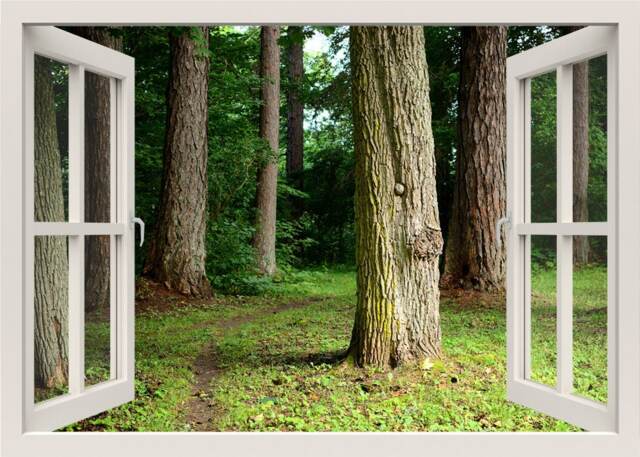 Huge Trees in The Forest Wall Decal, Sticker, 3D Window View Nature Mural, Home Decor Living Room