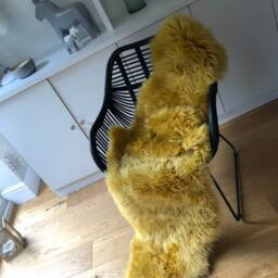 Mustard Yellow Genuine Sheepskin Rug , Ochre Large Rug, Sheepskin, Fur Interior Design Accessories, Chair Cover, Bed Throw - thumbnail 3