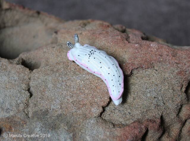 Ciatus The Nudibranch - Dermatobranchus Fasciatus - image 1