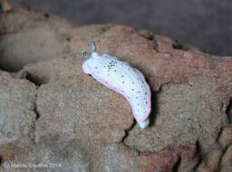 Ciatus The Nudibranch - Dermatobranchus Fasciatus - thumbnail 1