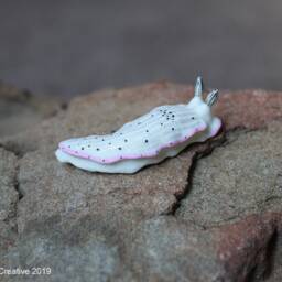 Ciatus The Nudibranch - Dermatobranchus Fasciatus - thumbnail 3