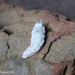 Ciatus The Nudibranch - Dermatobranchus Fasciatus - thumbnail 2