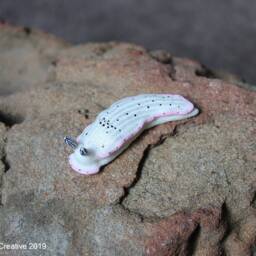 Ciatus The Nudibranch - Dermatobranchus Fasciatus - thumbnail 4
