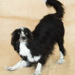 Made To Order Needle Felted Dog Custom Needle Felted Animal Sculpture - thumbnail 3
