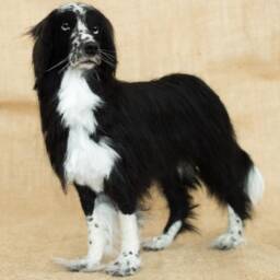 Made To Order Needle Felted Dog Custom Needle Felted Animal Sculpture - thumbnail 4