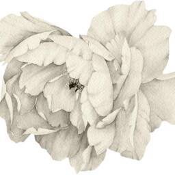 Peony Flower Wall Decal - Sticker Removable Peel & Stick Watercolor Fabric Nursery Decor - thumbnail 4