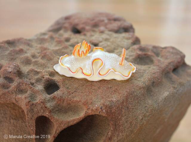 Ahu The Nudibranch - Ardeadoris Poliahu - image 1