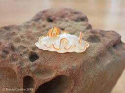 Ahu The Nudibranch - Ardeadoris Poliahu - thumbnail 1