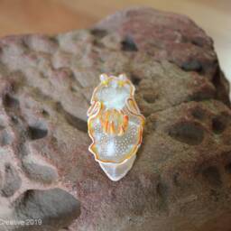 Ahu The Nudibranch - Ardeadoris Poliahu - thumbnail 3