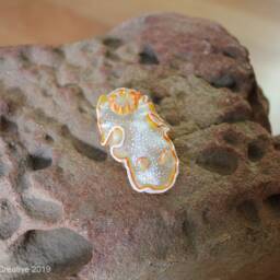 Ahu The Nudibranch - Ardeadoris Poliahu - thumbnail 4